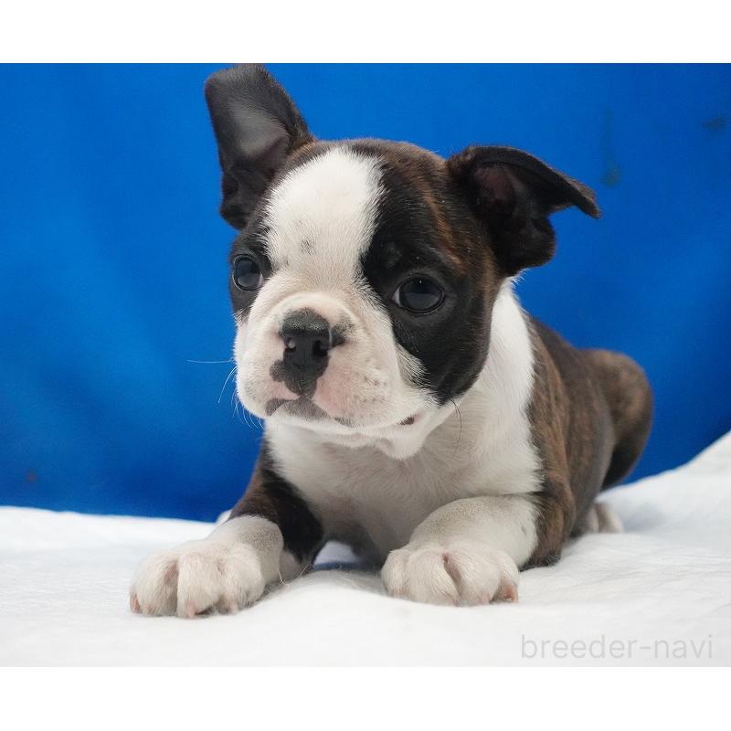 成約済の愛知県のボストンテリア-447144の4枚目