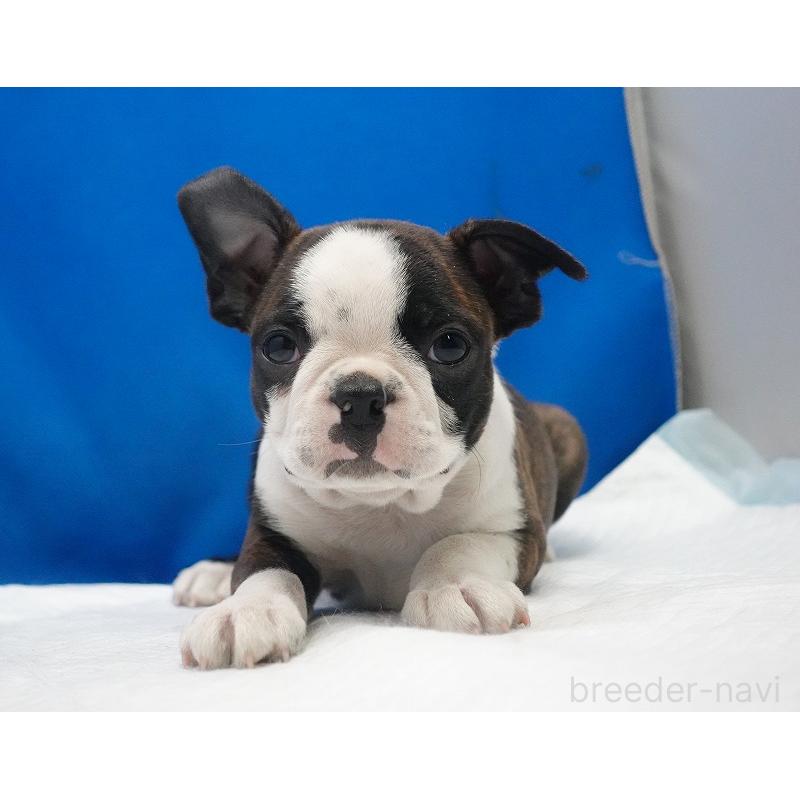 成約済の愛知県のボストンテリア-447144の3枚目