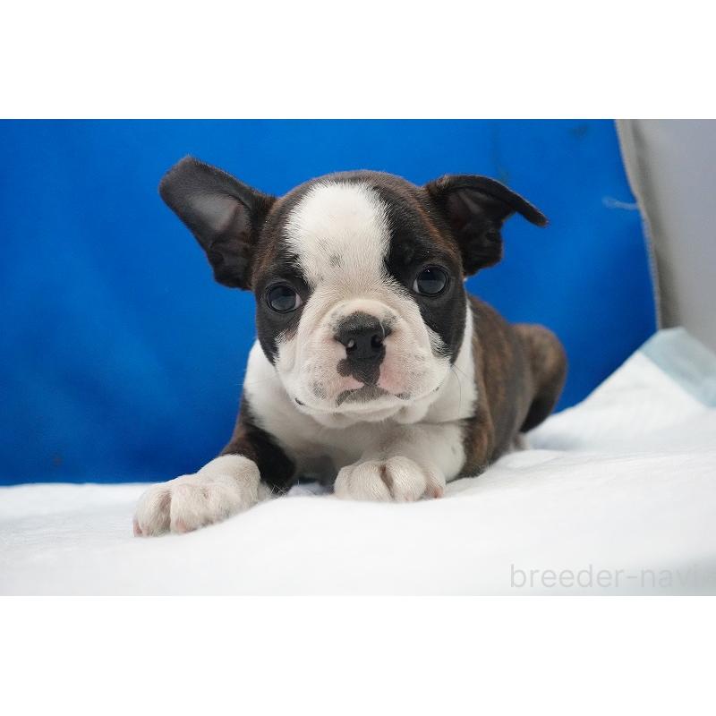 成約済の愛知県のボストンテリア-447144の2枚目