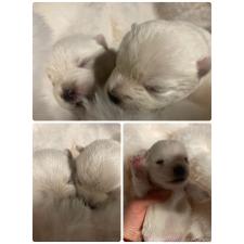 ♀︎ウエストハイランドホワイトテリア(ウエスティ)