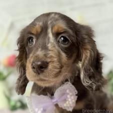 ♀︎ミニチュアダックスフンド(ロングヘアード)