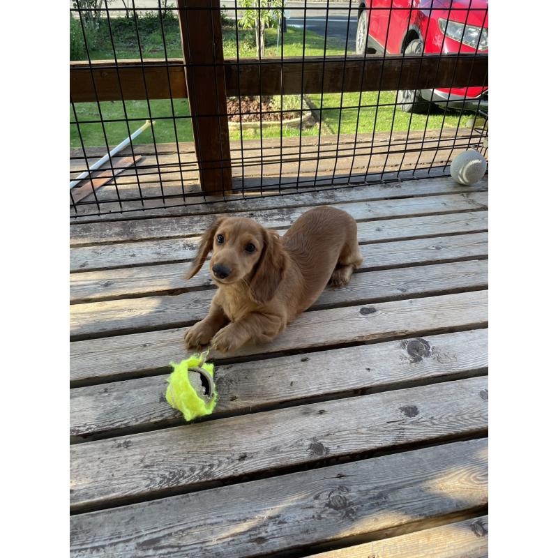 犬舎紹介の茨城県の犬舎紹介-5445の5枚目