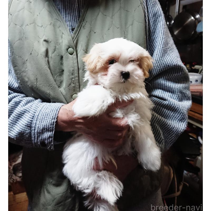 販売中の栃木県のマルシーズー:マルチーズ×シーズー-445699の2枚目