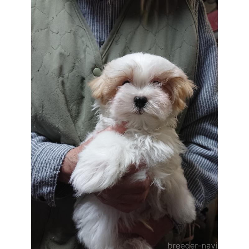 販売中の栃木県のマルシーズー:マルチーズ×シーズー-445699