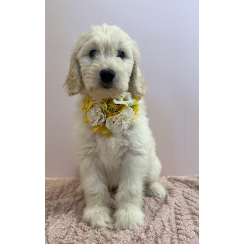 販売中の岐阜県のゴールデンドゥードル:ゴールデンレトリーバー×プードル-441712の2枚目