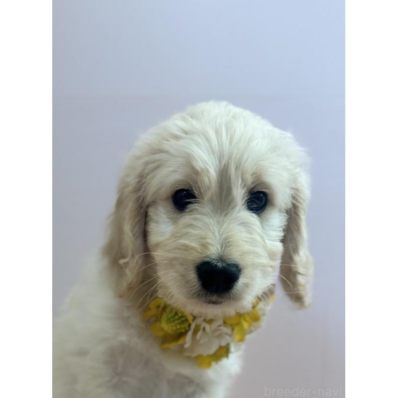 販売中の岐阜県のゴールデンドゥードル:ゴールデンレトリーバー×プードル-441713の2枚目