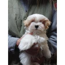 ♀︎マルシーズー:マルチーズ×シーズー