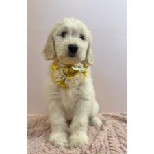 ♀︎ゴールデンドゥードル:ゴールデンレトリーバー×プードル