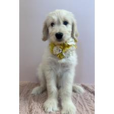 ♀︎ゴールデンドゥードル:ゴールデンレトリーバー×プードル