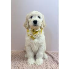 ♀︎ゴールデンドゥードル:ゴールデンレトリーバー×プードル