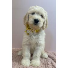 ♀︎ゴールデンドゥードル:ゴールデンレトリーバー×プードル