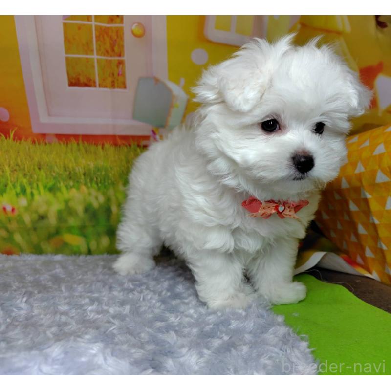 販売中の神奈川県のマルプー:マルチーズ×トイプードル-442195の4枚目