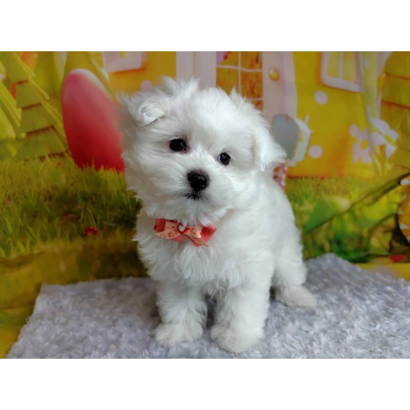 販売中の神奈川県のマルプー:マルチーズ×トイプードル-442195の3枚目