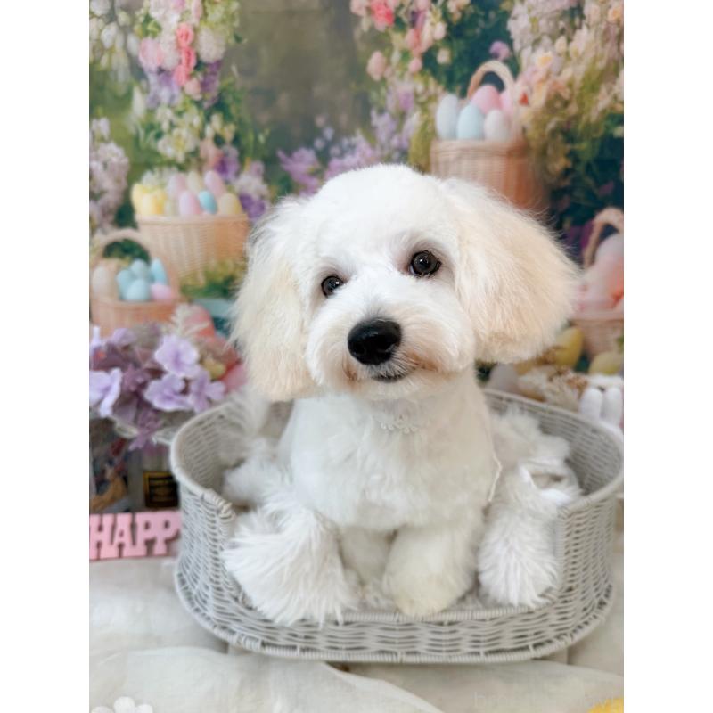 販売中の埼玉県のミックス犬-442534の3枚目