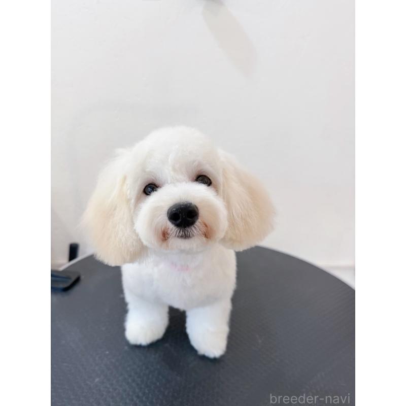 販売中の埼玉県のミックス犬-442534の2枚目