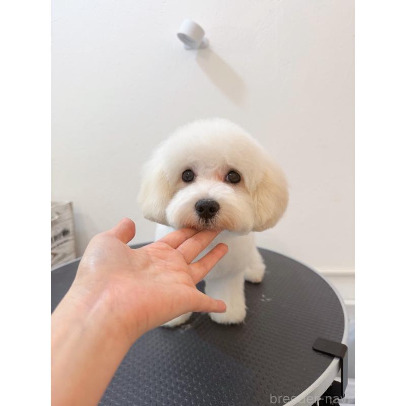 販売中の埼玉県のミックス犬-442531の3枚目