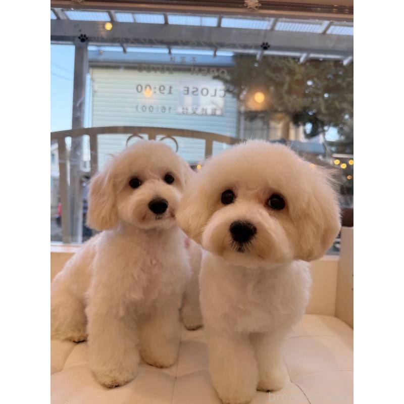 販売中の埼玉県のミックス犬-442531の2枚目