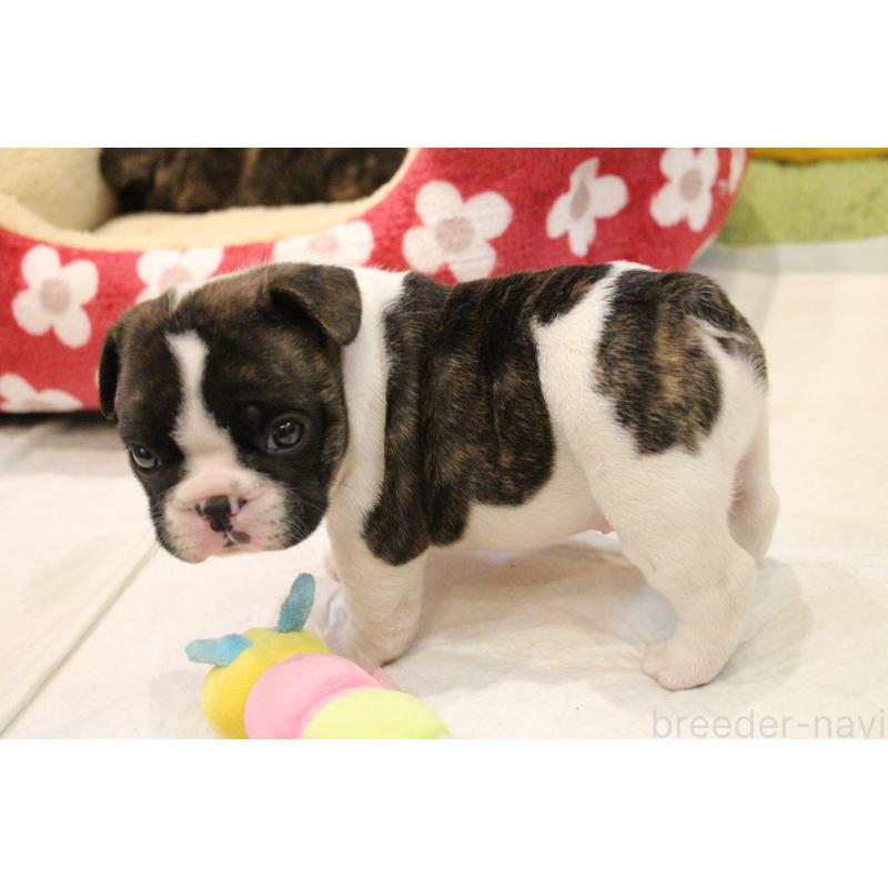 販売中の愛知県のフレンチブルドッグ-443980の15枚目