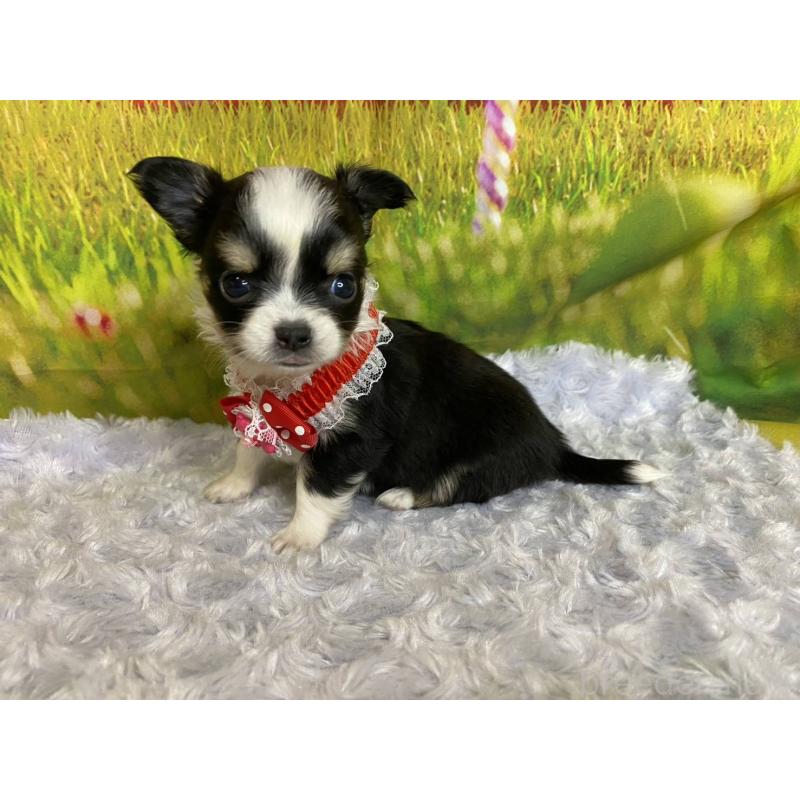 販売中の神奈川県のチワワ(ロングコート)-448257