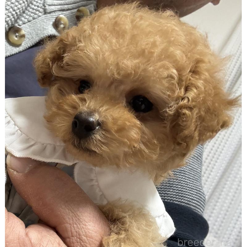 商談中の三重県のティーカッププードル-443261の7枚目