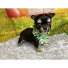 ♀︎チワワ(ロングコート)