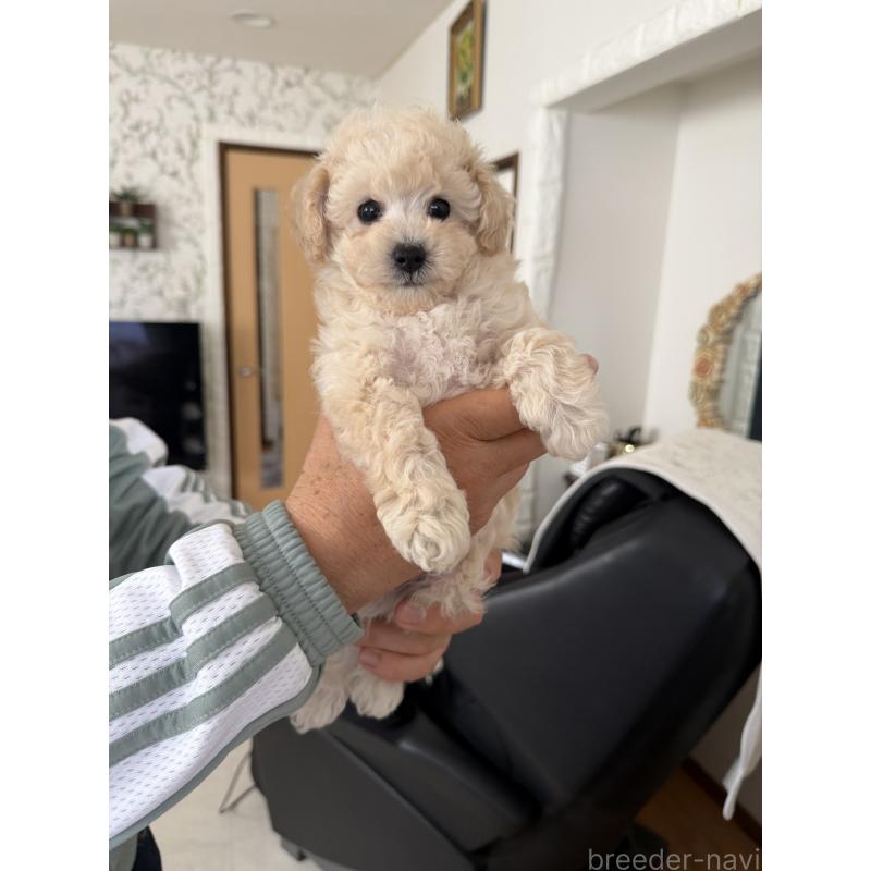 販売中の埼玉県のタイニープードル-447910