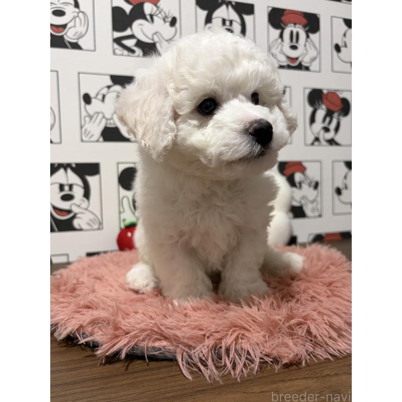 成約済の滋賀県のビションフリーゼ-442624の9枚目