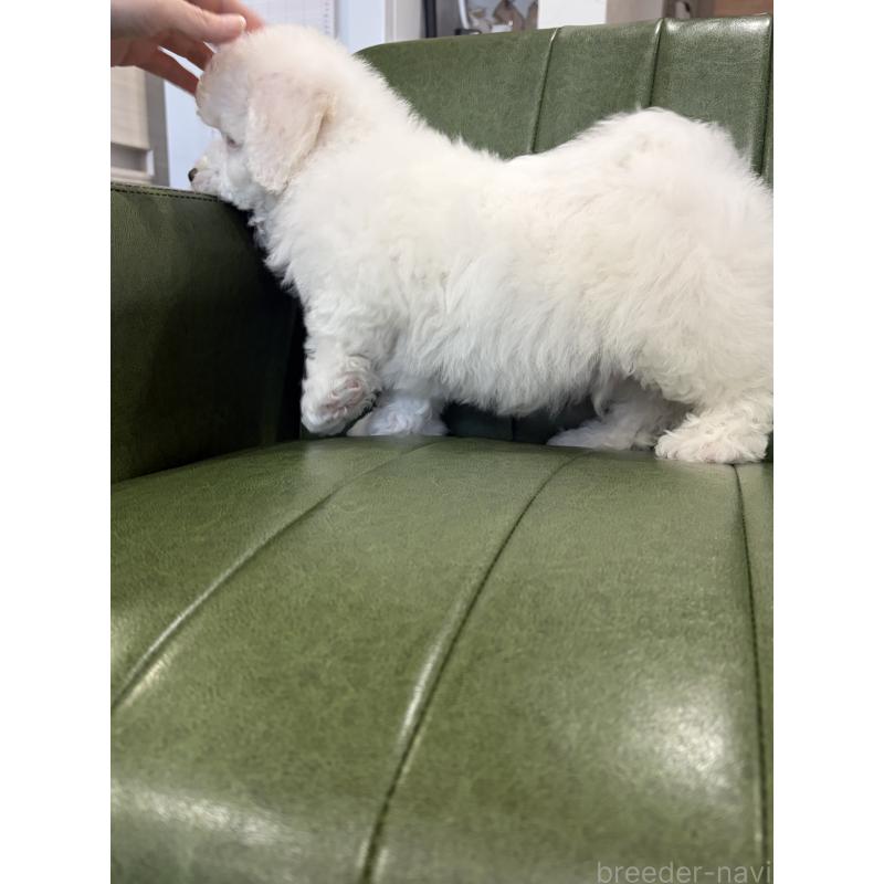 成約済の滋賀県のビションフリーゼ-442624の8枚目