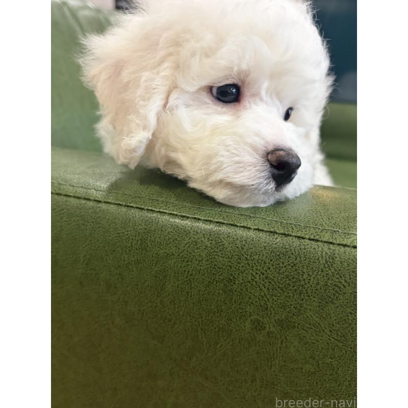 成約済の滋賀県のビションフリーゼ-442624の7枚目