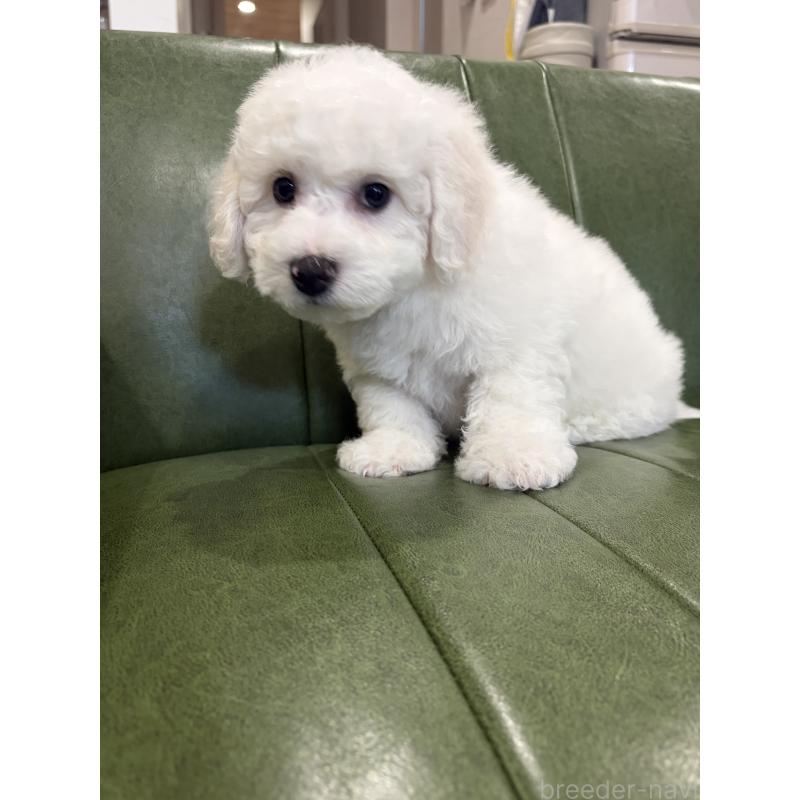 成約済の滋賀県のビションフリーゼ-442620の7枚目