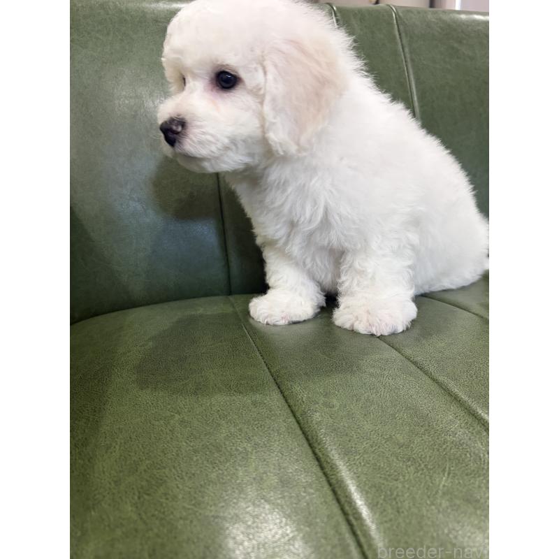 成約済の滋賀県のビションフリーゼ-442620の6枚目