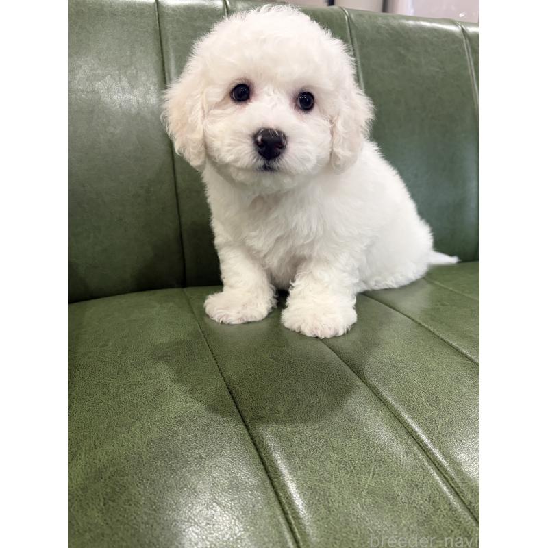 成約済の滋賀県のビションフリーゼ-442620の5枚目