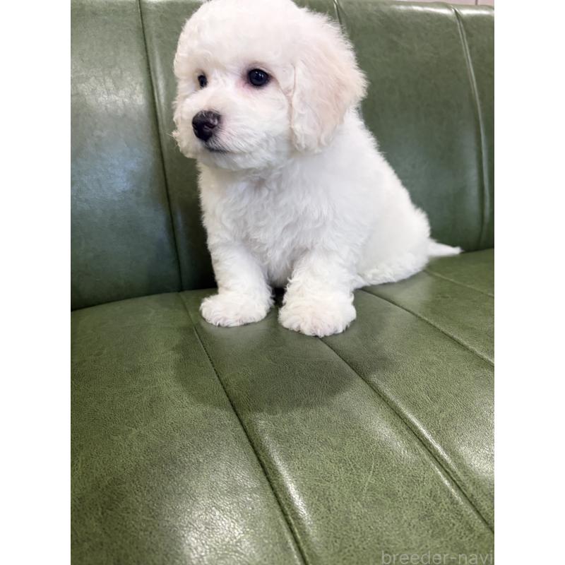 成約済の滋賀県のビションフリーゼ-442620の4枚目