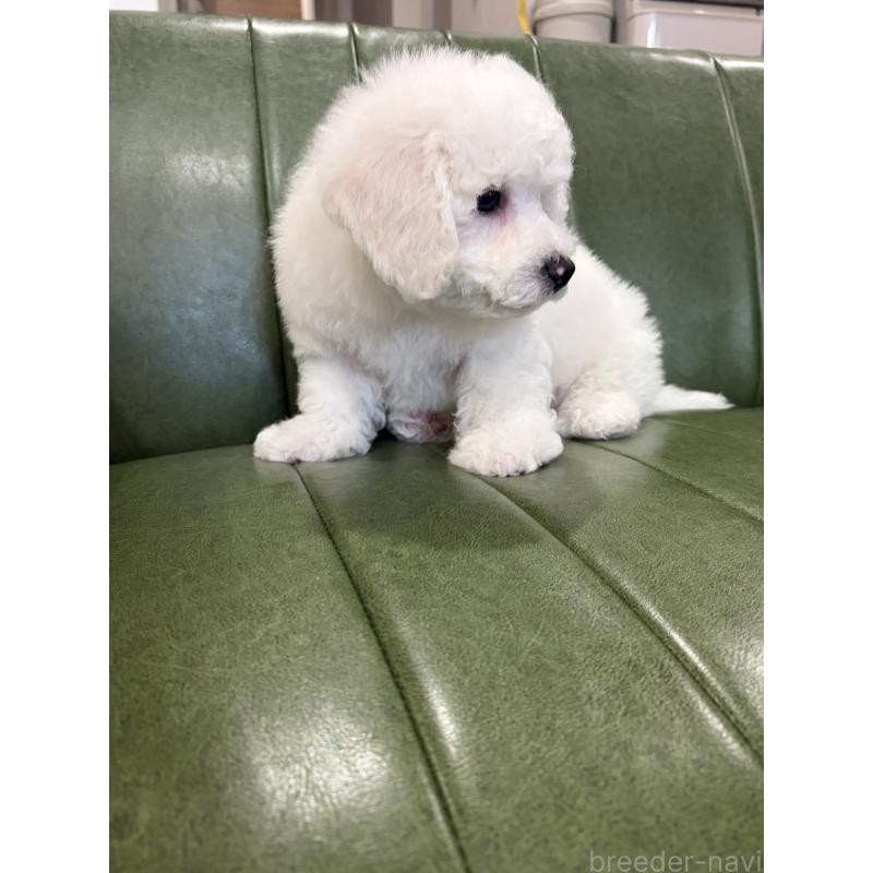 成約済の滋賀県のビションフリーゼ-442620の3枚目