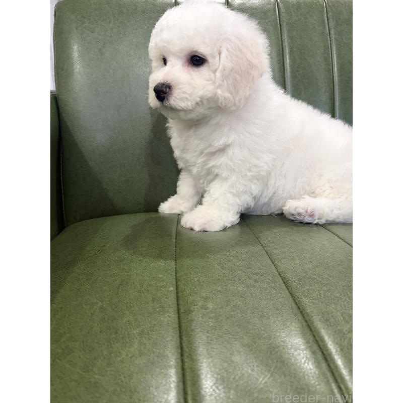 成約済の滋賀県のビションフリーゼ-442620の2枚目