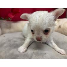 ♀︎ミックス犬