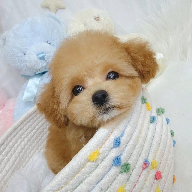 販売中の大阪府のティーカッププードル-446064の8枚目