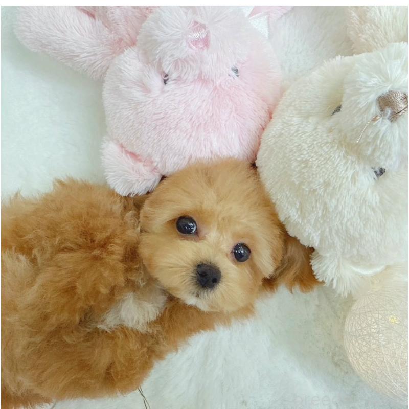 販売中の大阪府のティーカッププードル-446064の7枚目