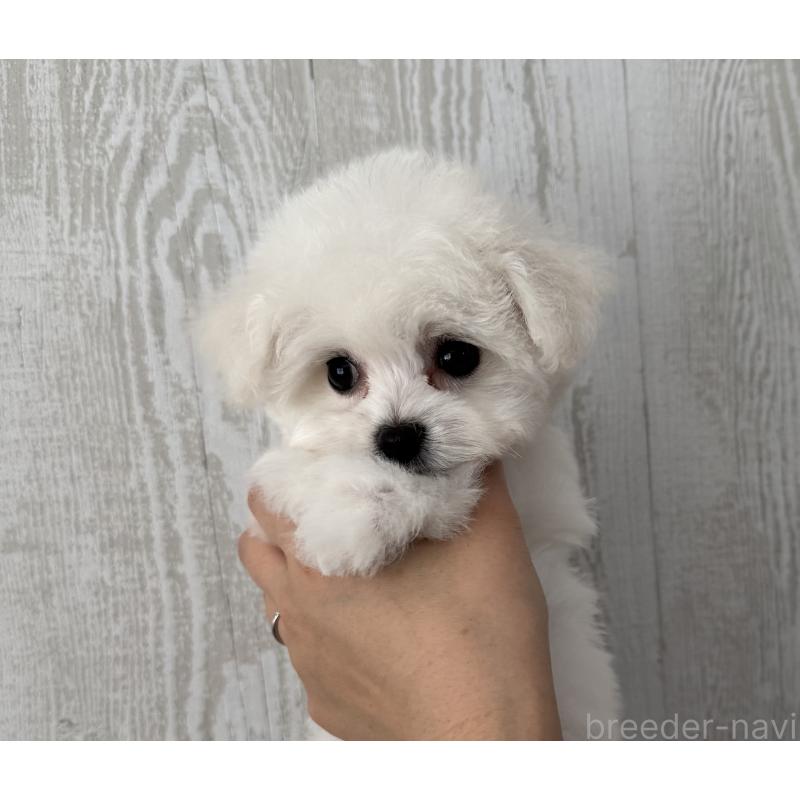 販売中の三重県のビションフリーゼ-435356の7枚目