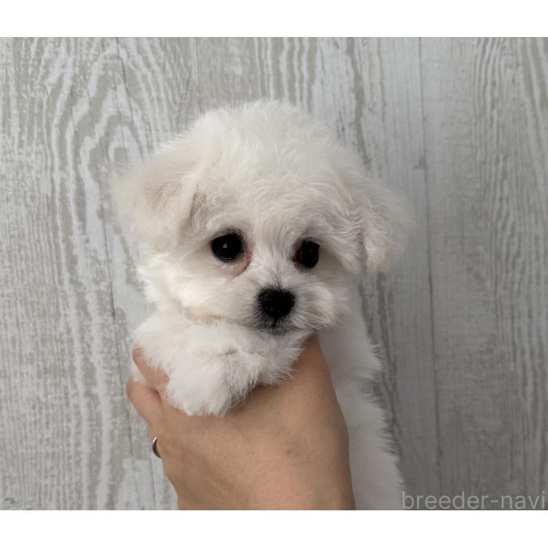 販売中の三重県のビションフリーゼ-435356の6枚目