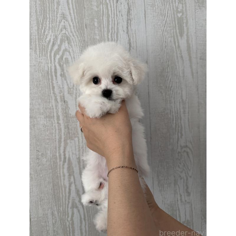 販売中の三重県のビションフリーゼ-435356の4枚目