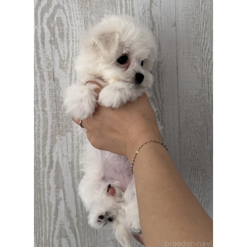 販売中の三重県のビションフリーゼ-435356の3枚目