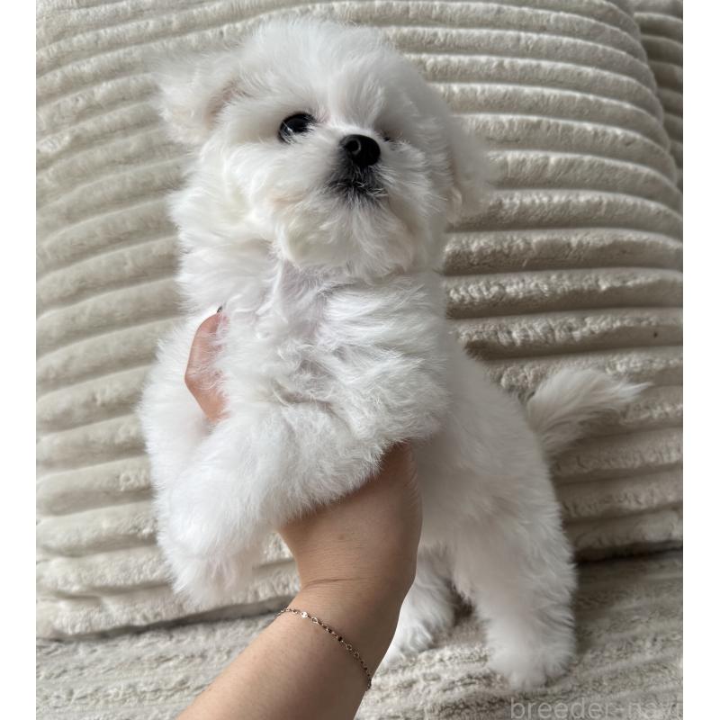 販売中の三重県のビションフリーゼ-435356の2枚目