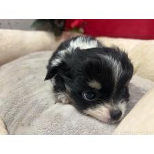 ♀︎チワワ(ロングコート)