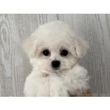 ♀︎ビションフリーゼ