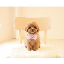 ♀︎タイニープードル