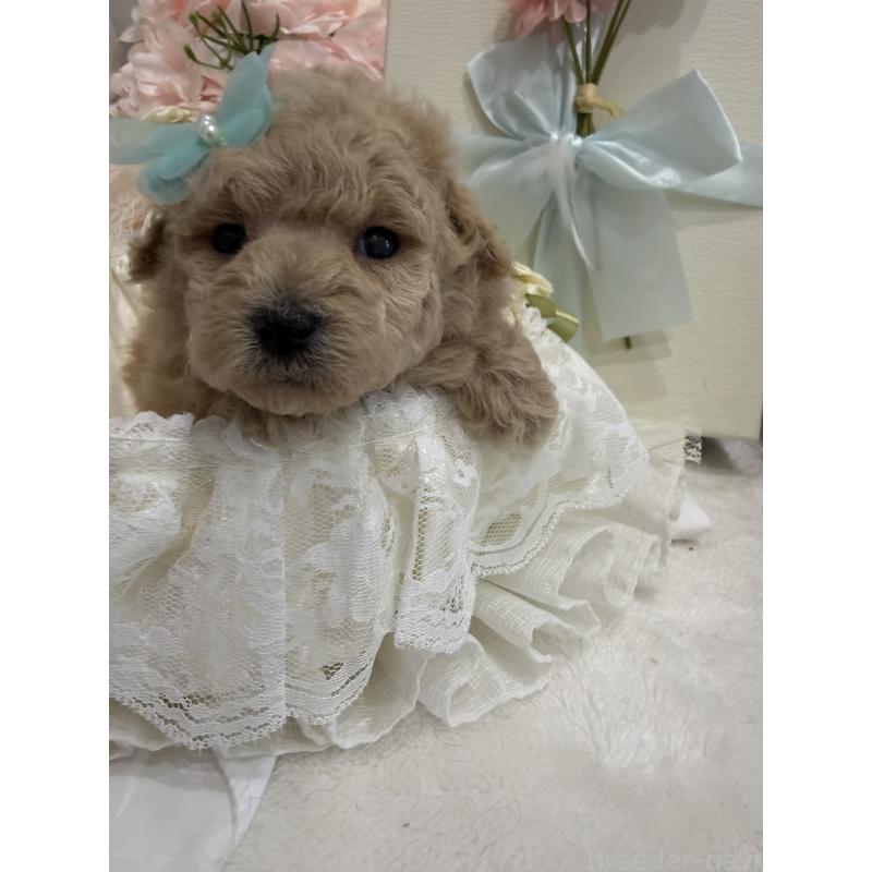 販売中の兵庫県のタイニープードル-447121の6枚目