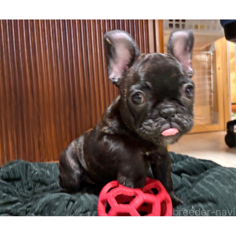 販売中の三重県のフレンチブルドッグ-437160