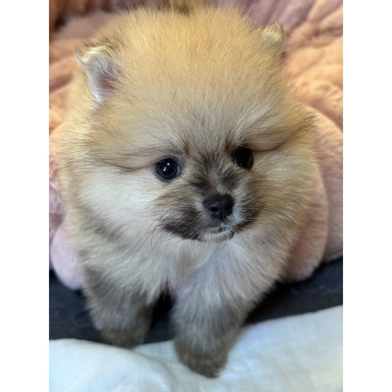 販売中の大分県のポメラニアン-447150の4枚目