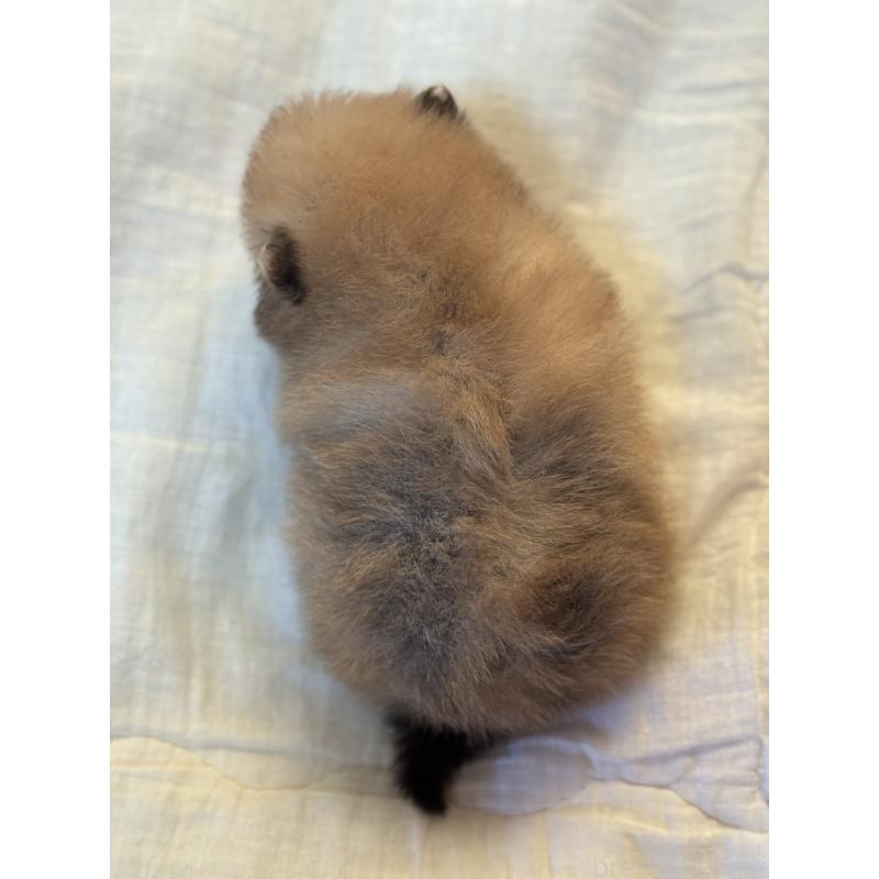 販売中の大分県のポメラニアン-447150の3枚目